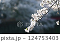 Yoshino cherry tree swaying in the wind 124753403
