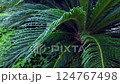forest, jungle, nature 124767498