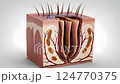 A close-up of a skin section showing hair follicles and internal structures. The image conveys a sense of anatomical detail and biological complexity. 124770375