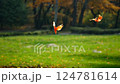 Origami Cranes in Flight Autumn Freedom - Hope and Peace Symbolism 124781614