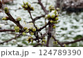 Close-up image of blooming green buds on a tree branch with snowflakes after spring frost 124789390