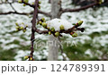 Macro view of green buds with snowflakes on spring branch during sudden frost 124789391