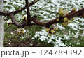 Close-up image of blooming green buds on a tree branch with snowflakes after spring frost 124789392
