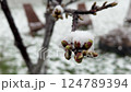 Spring buds on tree covered in icy snowflakes due to abnormal seasonal weather shift 124789394