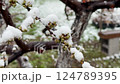 Macro view of green buds with snowflakes on spring branch during sudden frost 124789395