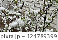 Spring shrub with fresh leaves and buds covered in heavy snow after a sudden weather anomaly 124789399