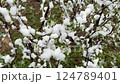 A spring bush with emerging leaves covered in snow after a sudden temperature drop and late frost 124789401