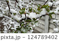 A spring bush with emerging leaves covered in snow after a sudden temperature drop and late frost 124789402
