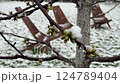 Macro view of green buds with snowflakes on spring branch during sudden frost 124789404