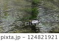Duck trying to dive in the river 124821921