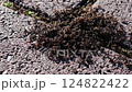 The moment when a large number of ants gather 124822422
