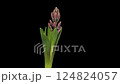 Hyacinth opening timelapse on pure black 124824057
