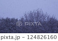 Snowstorm in Winter Forest with Falling Snow 124826160
