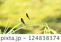 Atrocalopteryx蟬 124838374