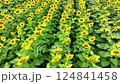 Ukrainian field of blooming bright sunflowers 124841458