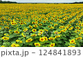 wide field of blooming sunflowers 124841893