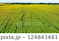 field of yellow sunflowers 124843481