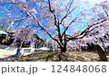 Hiroshima・Kannon Shrine・Kannon Shidare (Weeping Cherry Blossoms) 124848068