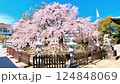 Hiroshima・Kannon Shrine・Kannon Shidare (Weeping Cherry Blossoms) 124848069