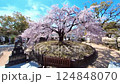 Hiroshima・Kannon Shrine・Kannon Shidare (Weeping Cherry Blossoms) 124848070