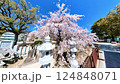 Hiroshima・Kannon Shrine・Kannon Shidare (Weeping Cherry Blossoms) 124848071