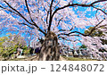 Hiroshima・Kannon Shrine・Kannon Shidare (Weeping Cherry Blossoms) 124848072