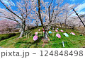 Hiroshima Botanical Garden Cherry Blossoms 124848498