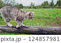 Striped gray cat walks outdoors. Countryside tabby pet in village in meadow. Cute furry animal sits on wooden fence. 124857981