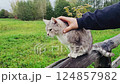 Gray striped homeless cat. Man volunteer caring for pet. Male hand strokes cat. Animal care concept. 124857982