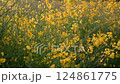 春の光に包まれる菜の花と眩しい太陽の風景 124861775