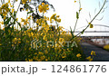 春の光に包まれる菜の花と眩しい太陽の風景 124861776