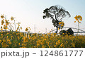 春の光に包まれる菜の花と眩しい太陽の風景 124861777