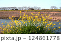 春の光に包まれる菜の花と眩しい太陽の風景 124861778