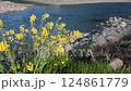 春の光に包まれる菜の花と眩しい太陽の風景 124861779