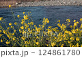 春の光に包まれる菜の花と眩しい太陽の風景 124861780