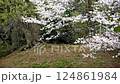櫻花散落在風中 124861984