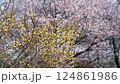 盛開的黃色花朵和櫻花 124861986