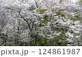 櫻花盛開 124861987