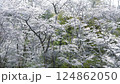 櫻花盛開 124862050
