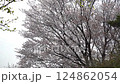 櫻花盛開 124862054