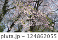 櫻花樹在風中搖曳 124862055
