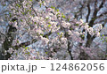 櫻花樹在風中搖曳 124862056
