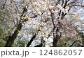 櫻花樹在風中搖曳 124862057