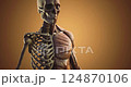 Detailed depiction of a human skeleton showcasing muscles and structure 124870106