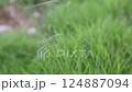 Green grass Field Waves Moved by Summer Wind Nature Crane Shot Background HD green 124887094