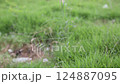 Green grass Field Waves Moved by Summer Wind Nature Crane Shot Background HD green 124887095
