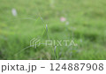 Green grass Field Waves Moved by Summer Wind Nature Crane Shot Background HD green 124887908