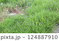 Green grass Field Waves Moved by Summer Wind Nature Crane Shot Background HD green 124887910