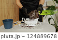 Unrecognised woman florist in gardening gloves cleans the roots of hyacinth houseplants from old soil and transplanting in new ceramic pot indoors. Spring houseplant care. Seasonal work with plants. 124889678