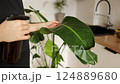 Unrecognisable woman in gardening gloves spraying water from spray bottle on big green strelitzia leaves indoors. Watering plants. Houseplant care. Sustainable lifestyle, eco friendly home gardening 124889680